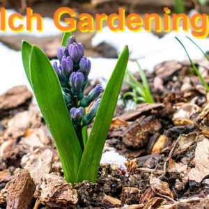 Mulch Gardening