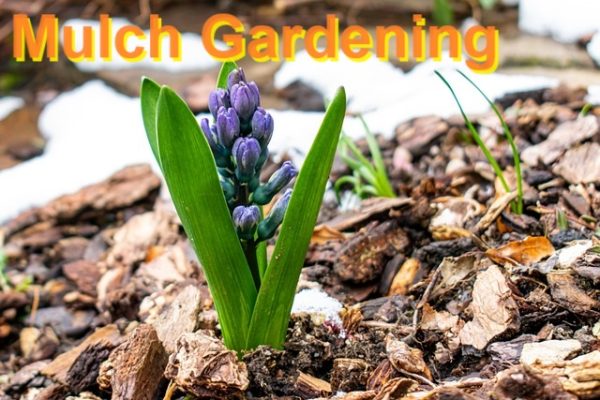 Mulch Gardening