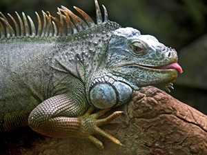 iguana