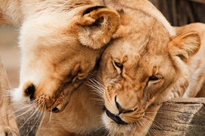 lions cuddling