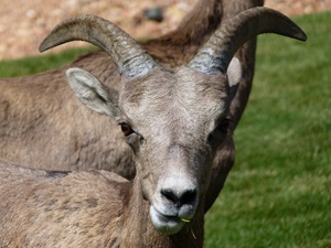 sheep big horn