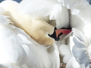 Mute Swan - White Bird