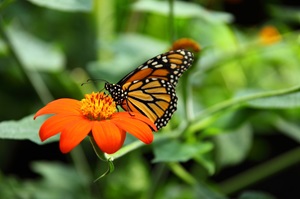 monarch butterfly