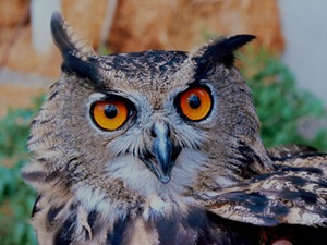 Eurasian eagle-owl