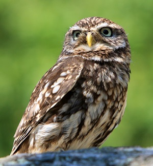 Owl - Barn Bird