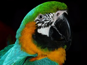 Macaw - Green Blue Orange Bird