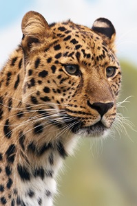 Amur leopard