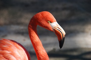 American flamingo