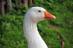 Domestic goose