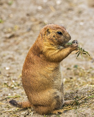 Mexican prairie dog