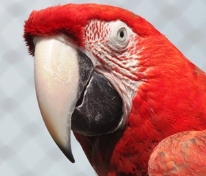 Macaw - Orange Green Big Bird